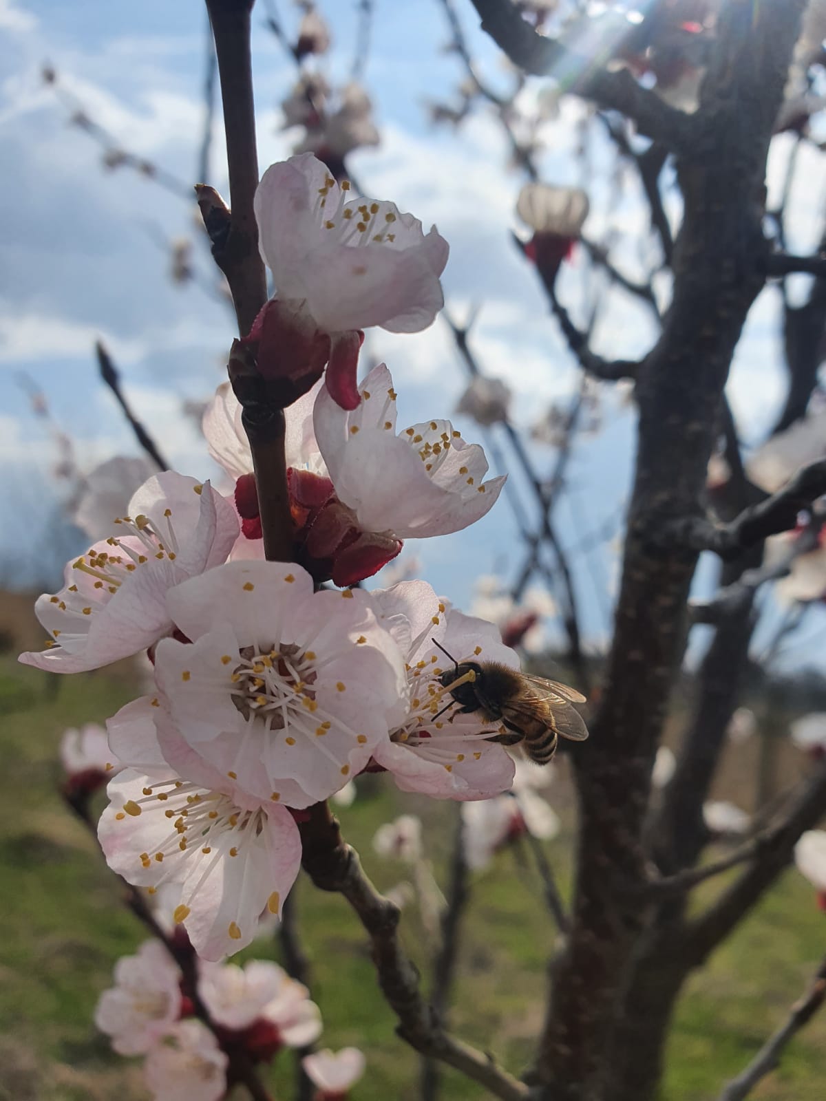 Bloesem van fruitboom met bij in het voorjaar