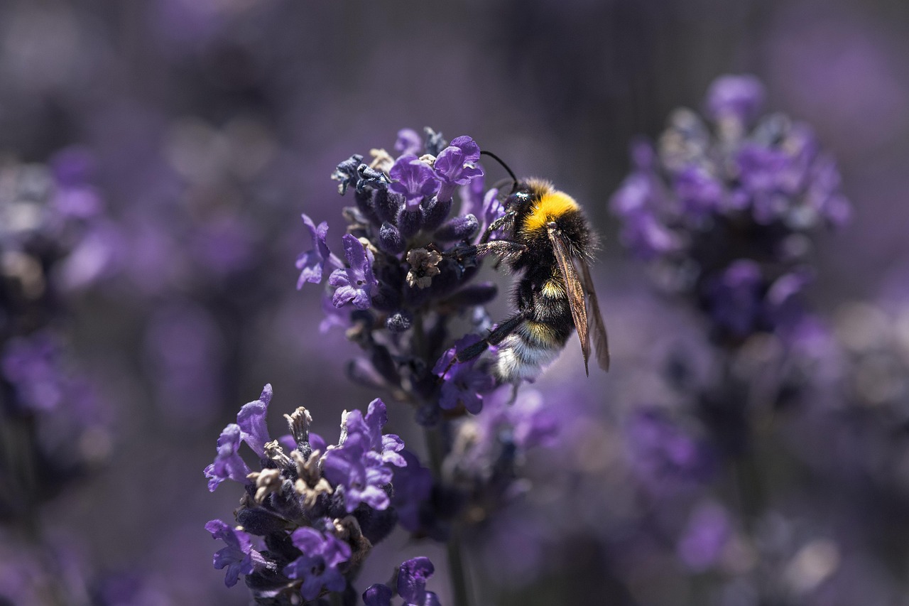 Honingbij op lavendelbloem in zomerse tuin