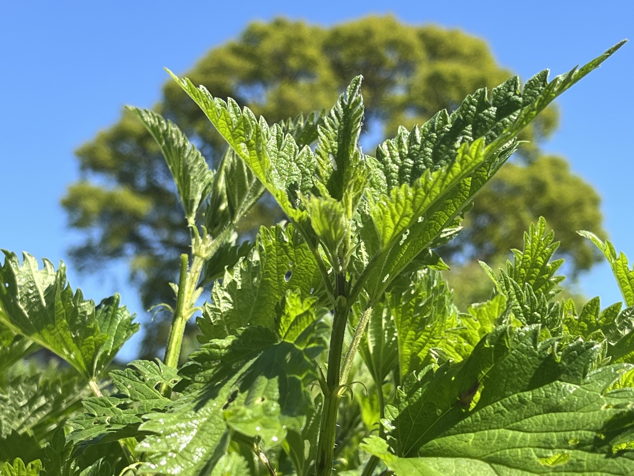 Brandnetel uit Nak – puur en levend