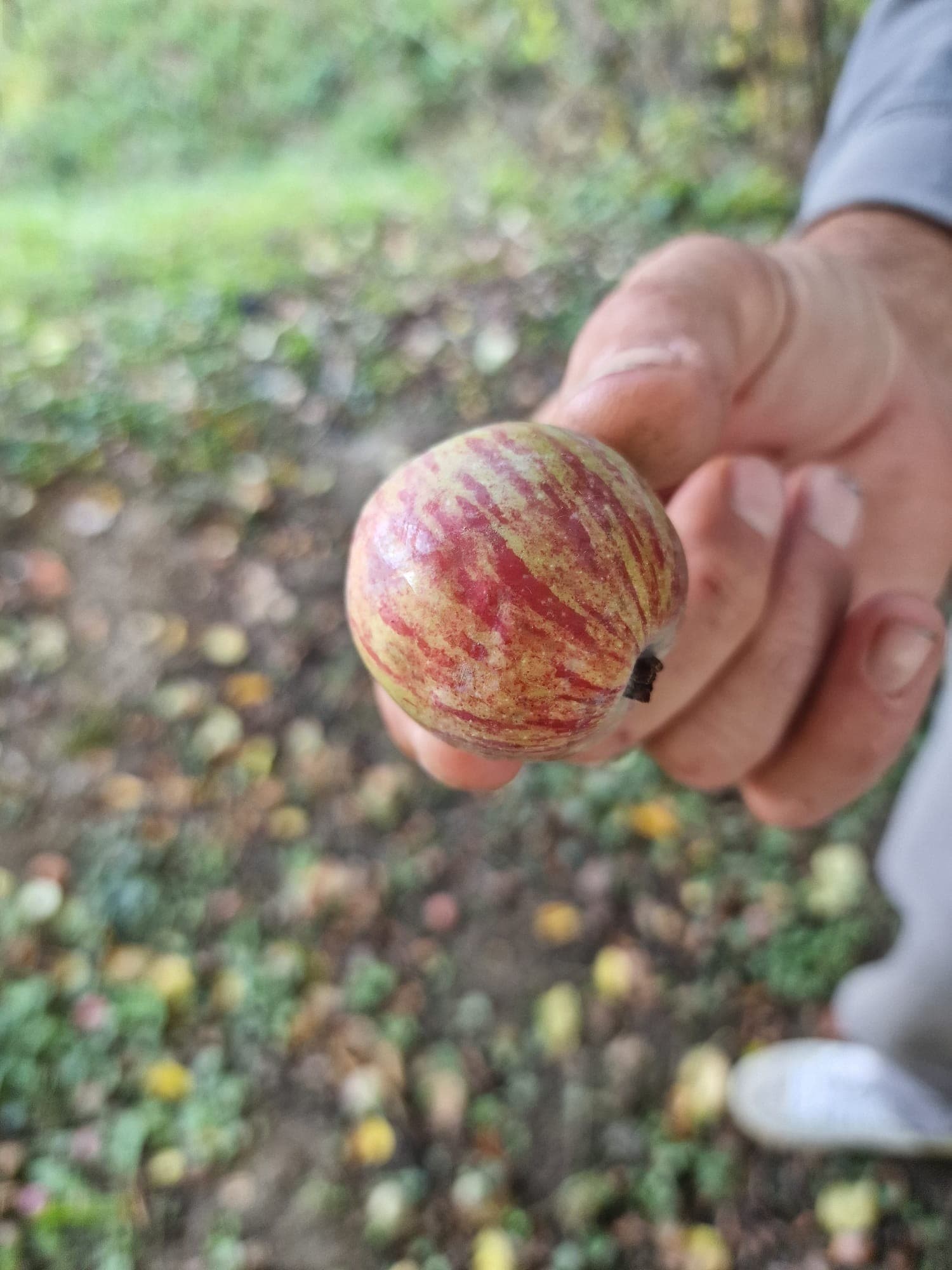 De oerappel van de boomgaard in Nak
