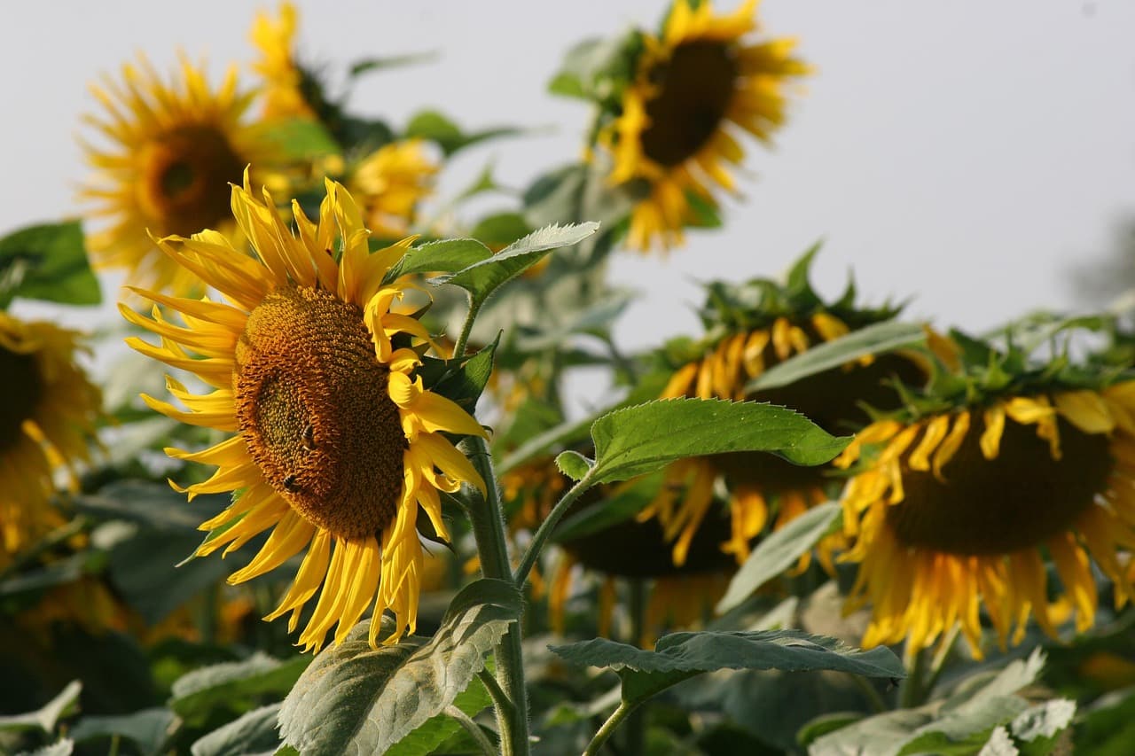 Zonnebloemen in de wind, gericht naar het licht